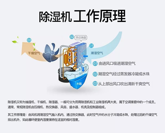 潮濕天氣狗最容易患上這種毛??！三個注意事項，鏟屎官一定要看看