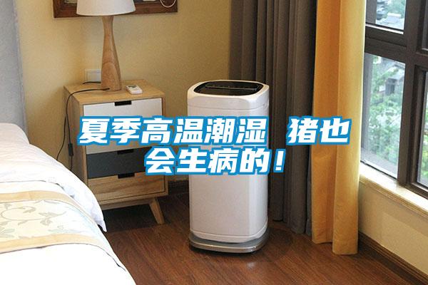 夏季高溫潮濕 豬也會生病的！