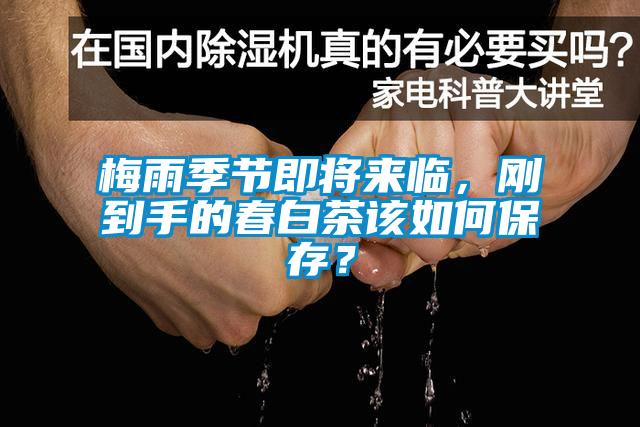 梅雨季節即將來臨，剛到手的春白茶該如何保存？