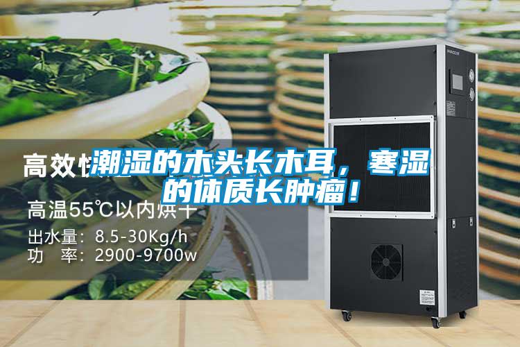 潮濕的木頭長木耳，寒濕的體質長腫瘤！