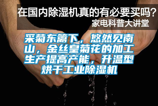 采菊東籬下，悠然見南山，金絲皇菊花的加工生產(chǎn)提高產(chǎn)能，升溫型烘干工業(yè)除濕機