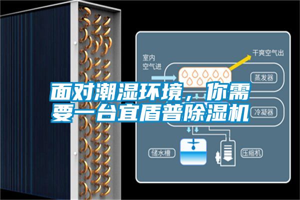 面對潮濕環境，你需要一臺宜盾普除濕機